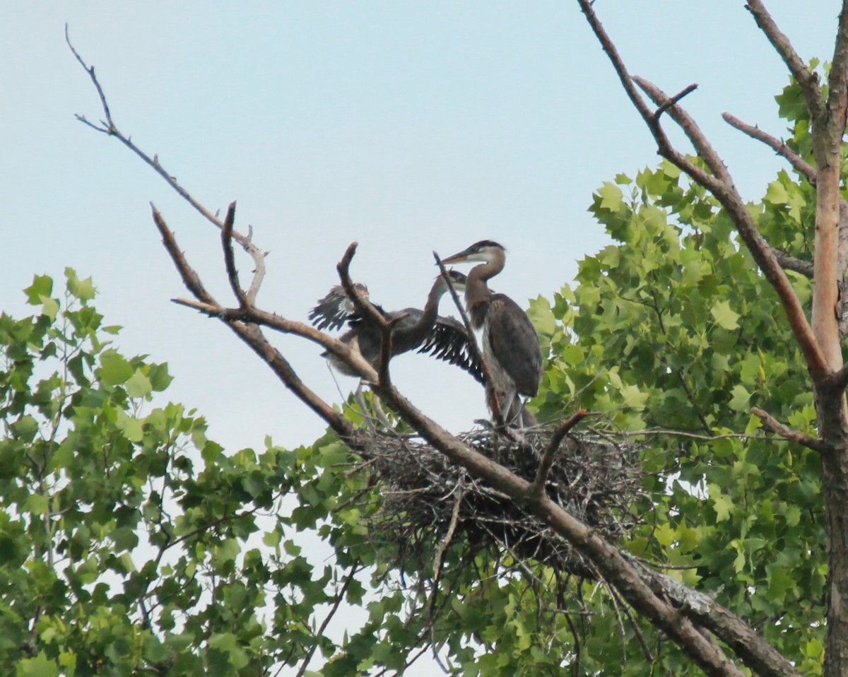 Great Blue Heron - ML619301729