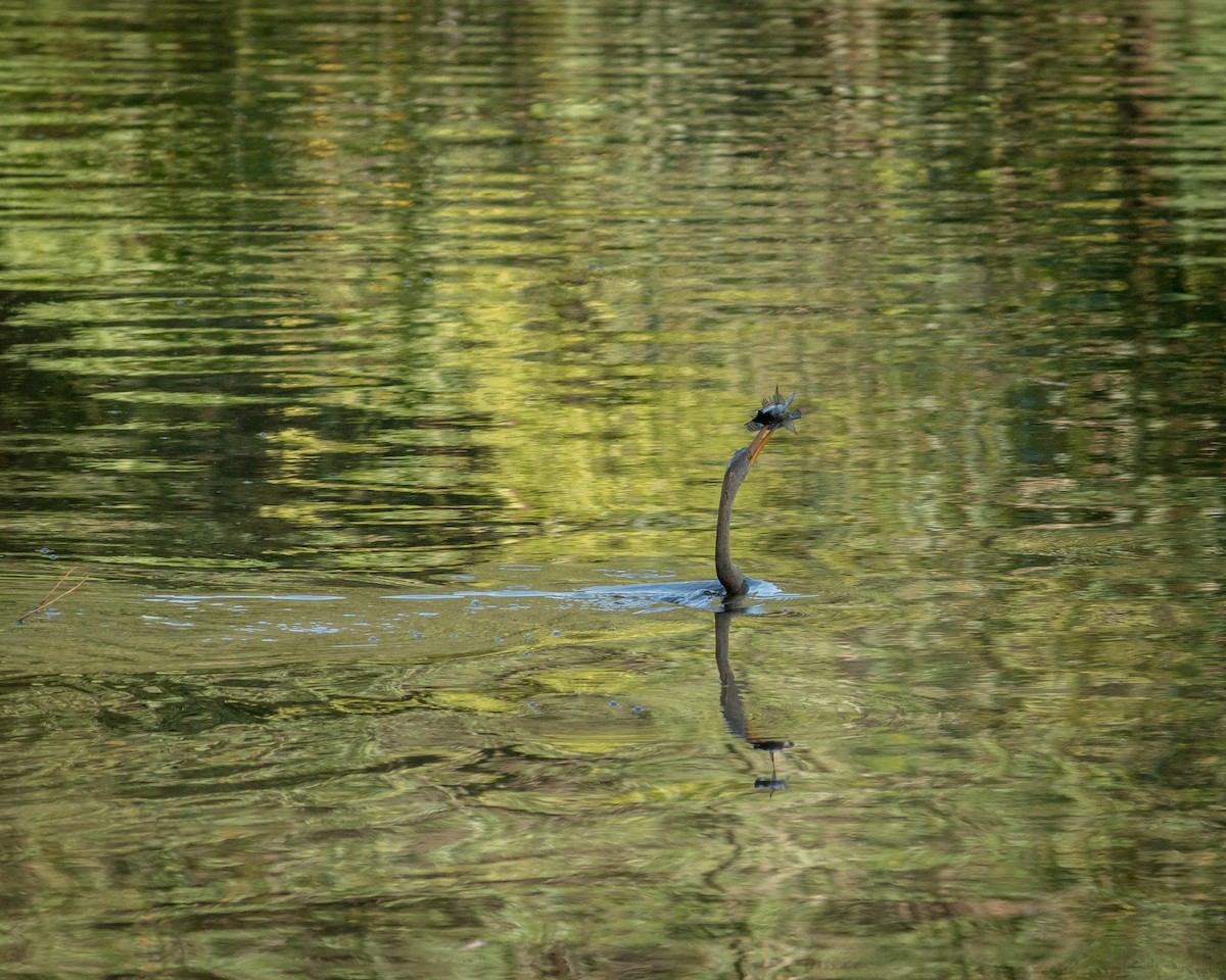 Anhinga - Felipe Gulin