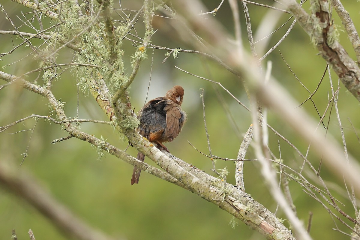 California Towhee - Jeerapa Sookgaew