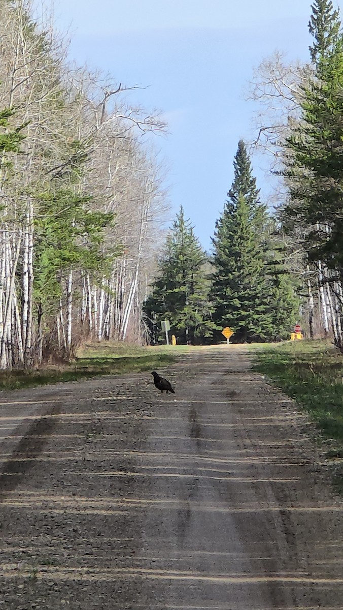 Spruce Grouse - ML619301754