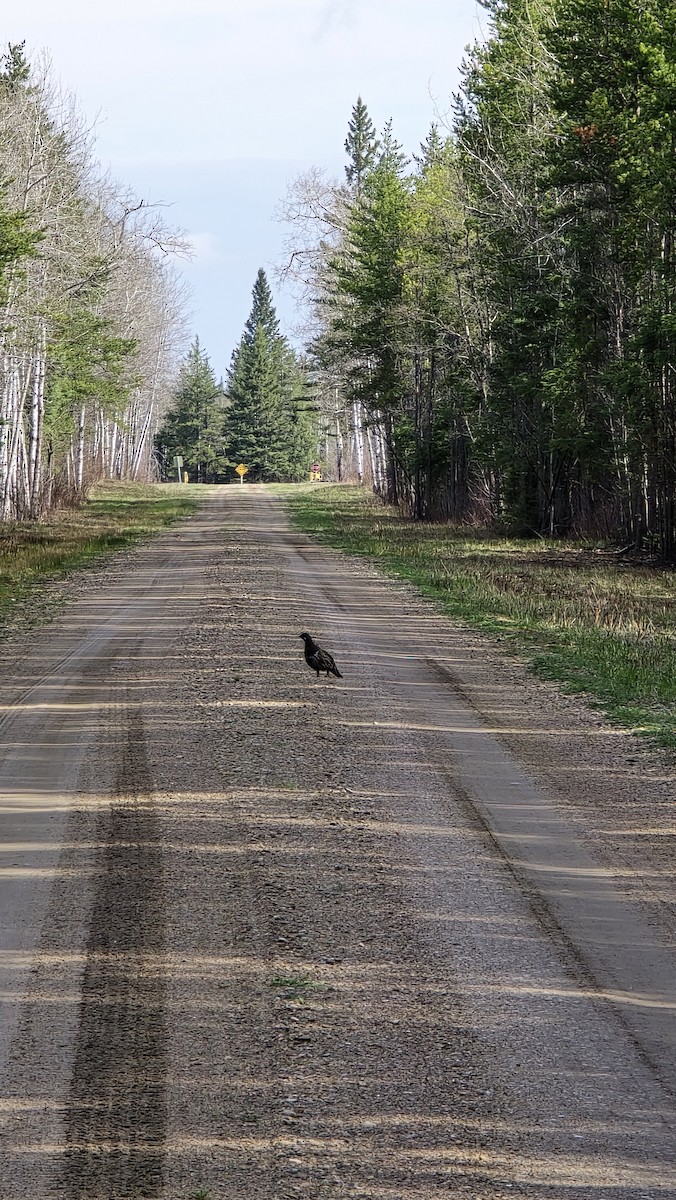 Spruce Grouse - Susana Nens