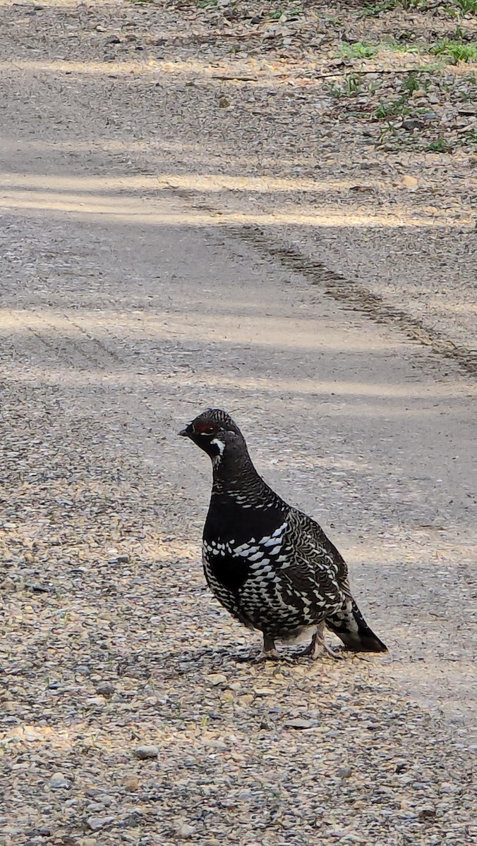 Spruce Grouse - Susana Nens