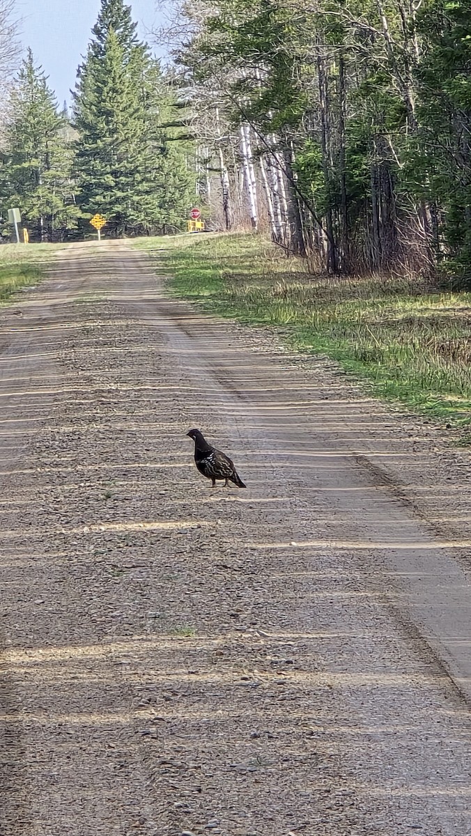 Spruce Grouse - Susana Nens