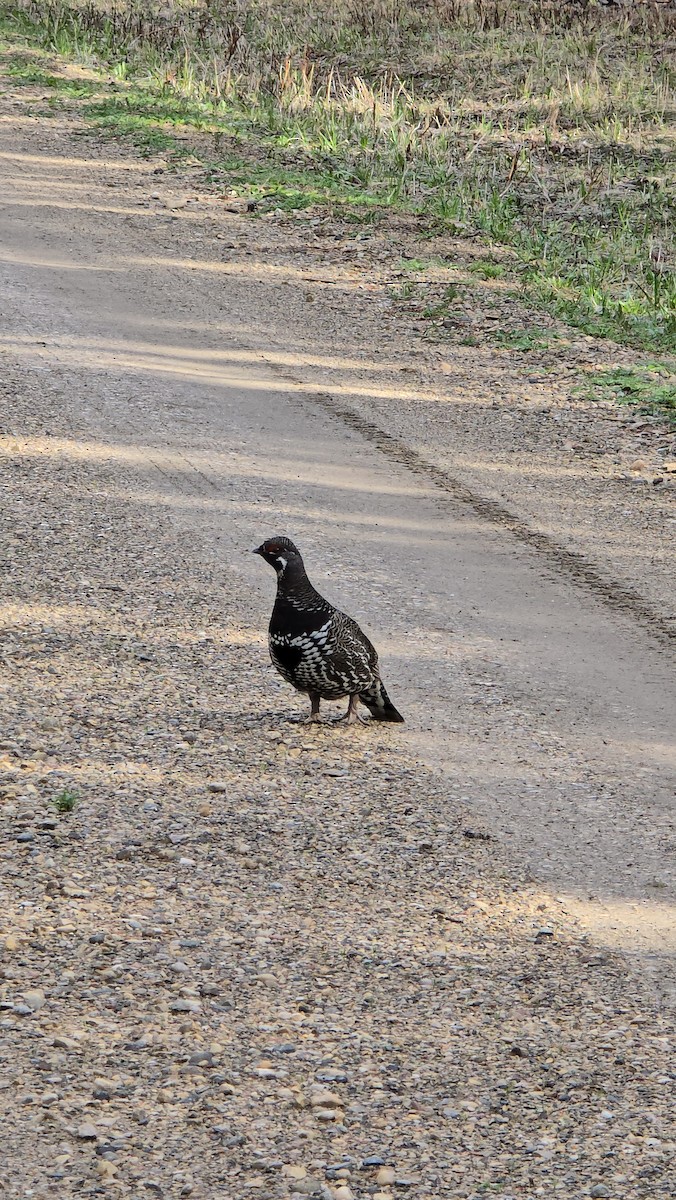 Spruce Grouse - Susana Nens