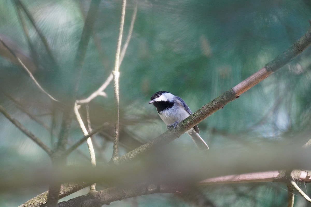 Carolina Chickadee - Braydon Leary