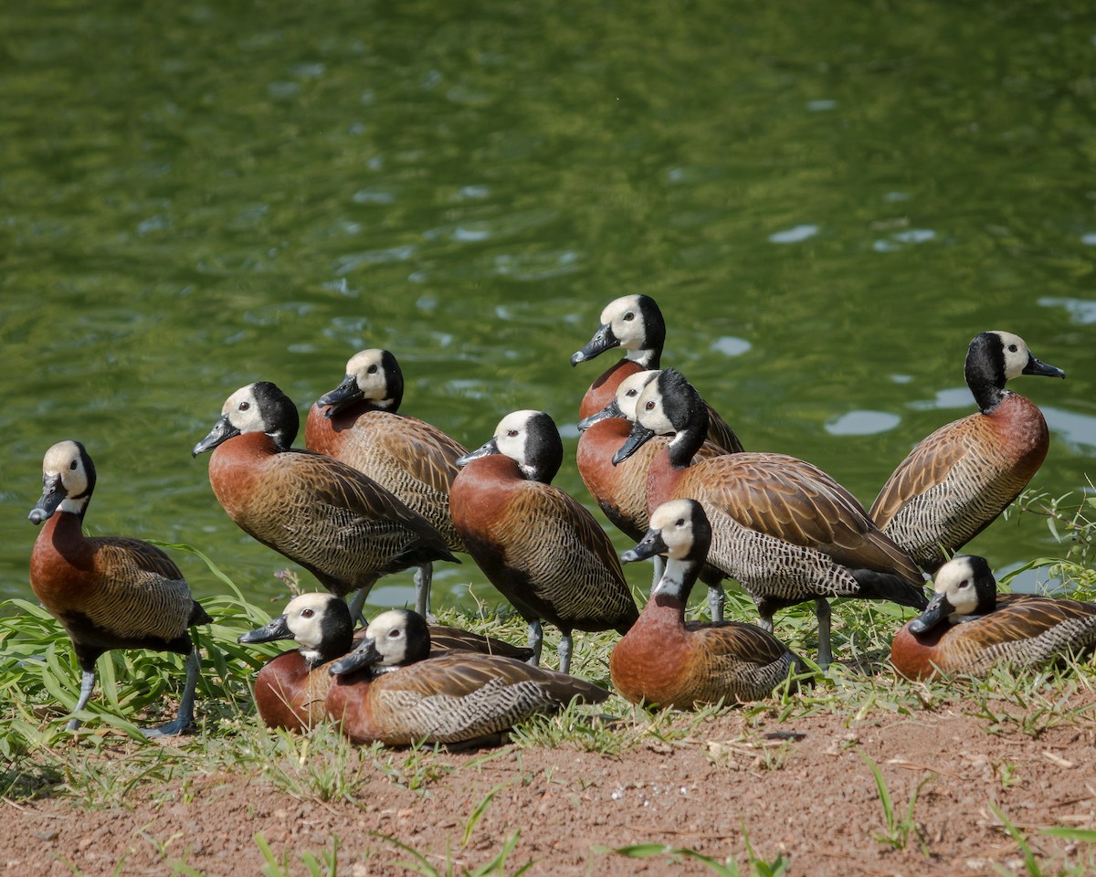 White-faced Whistling-Duck - Felipe Gulin