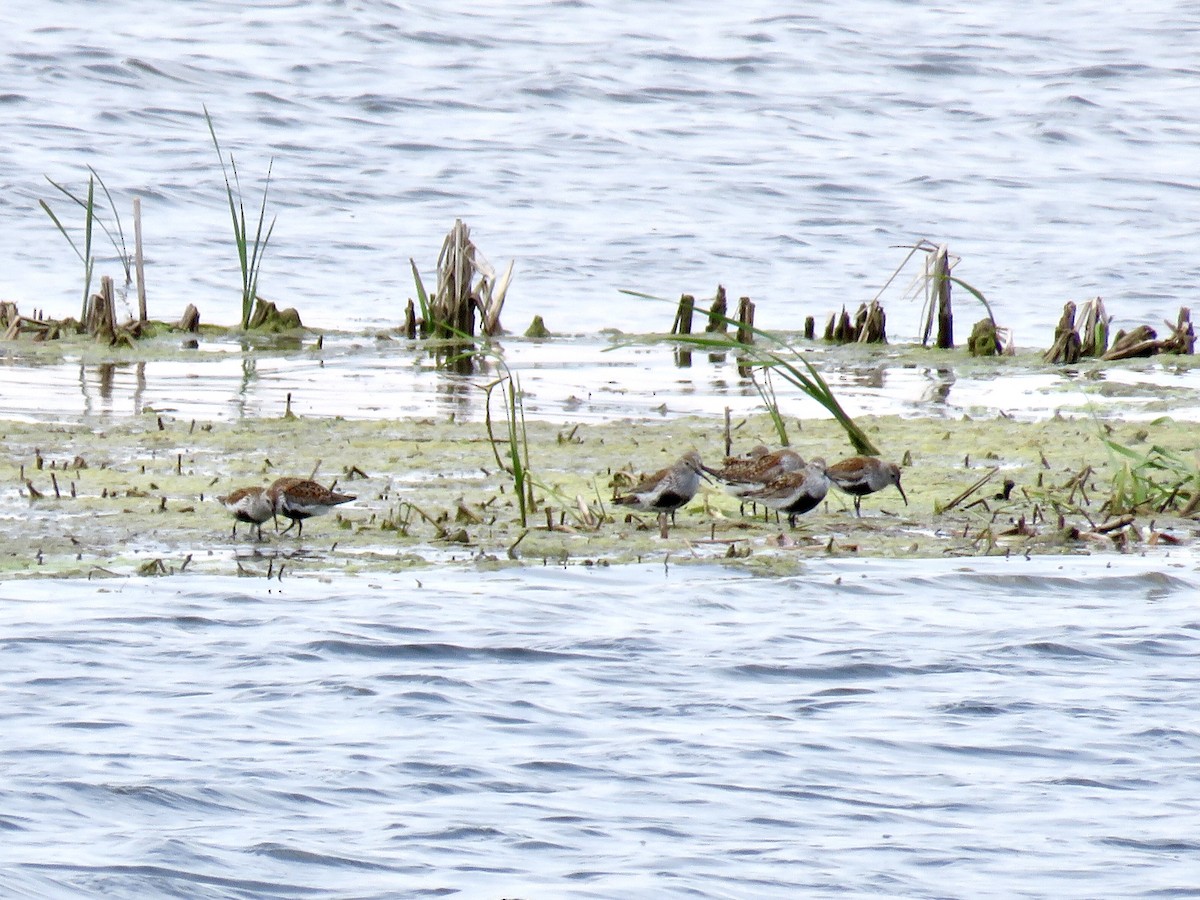 Dunlin - Valerie Crecco