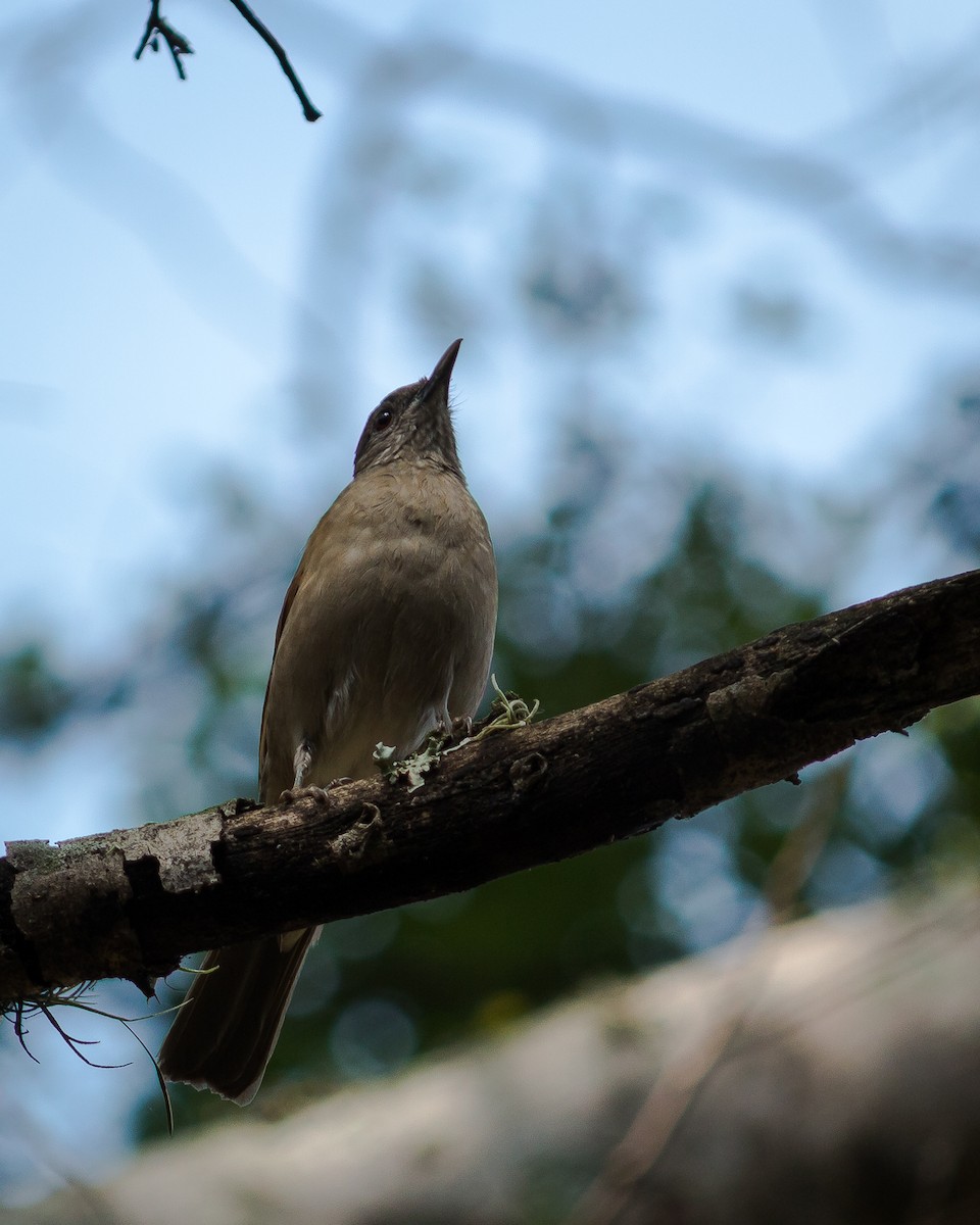 Pale-breasted Thrush - Felipe Gulin