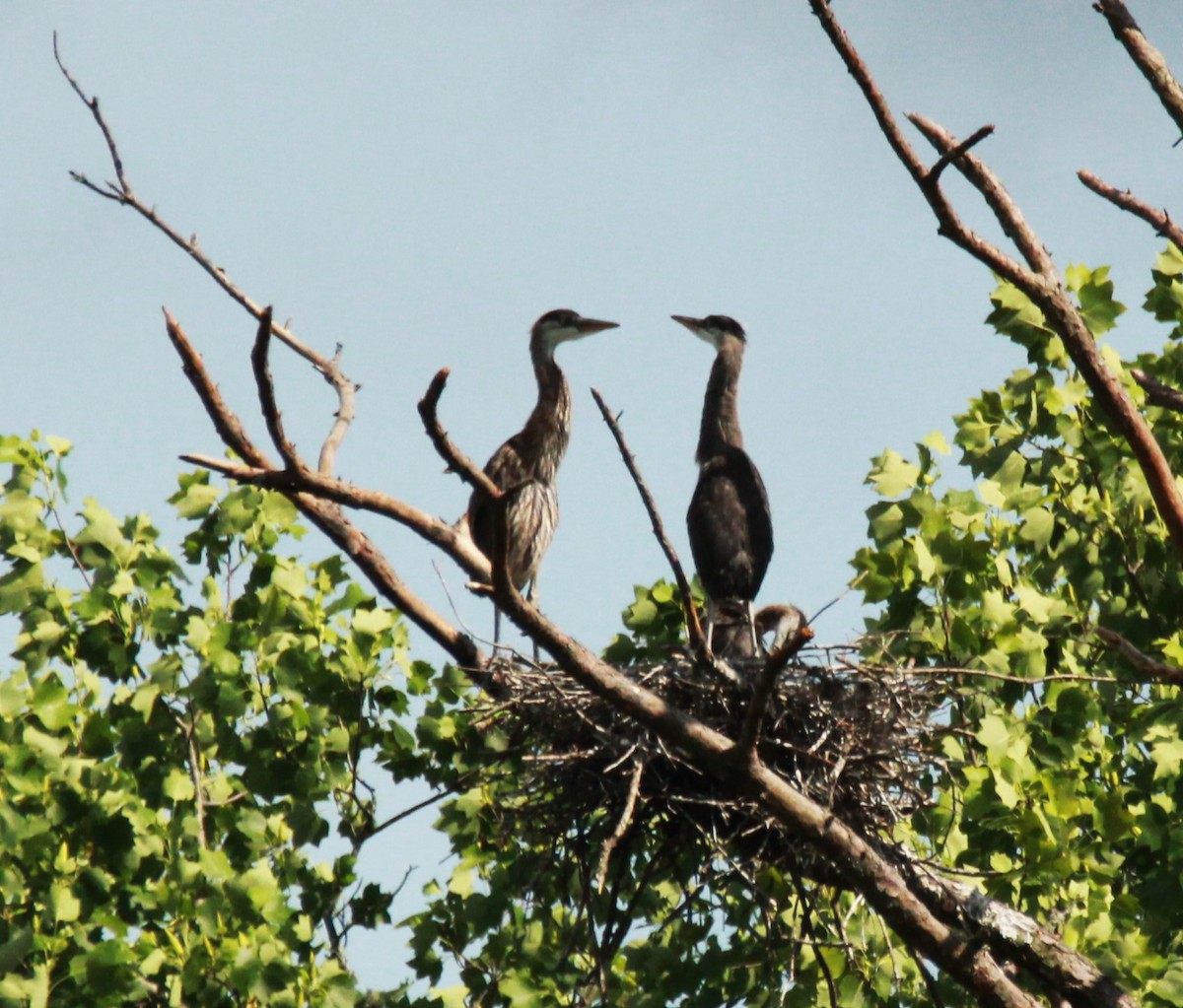 Great Blue Heron - ML619301798