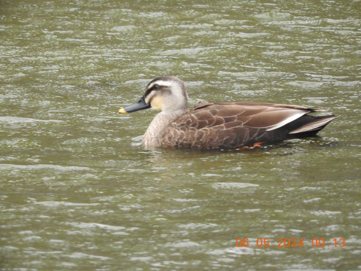 Eastern Spot-billed Duck - Richard Hayes