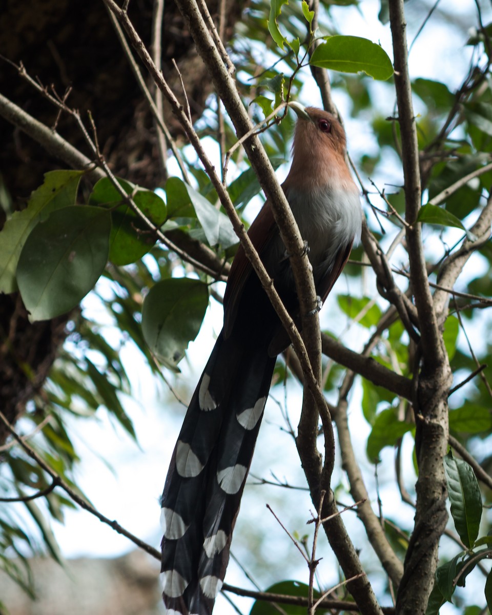 Squirrel Cuckoo - Felipe Gulin