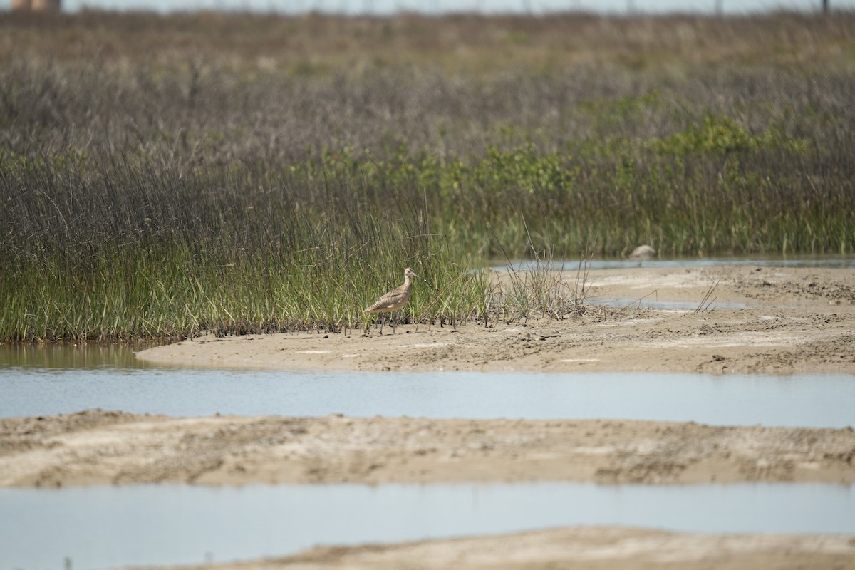Long-billed Curlew - ML619301815