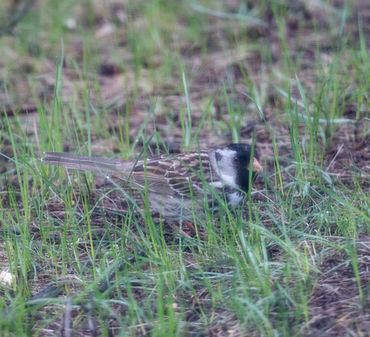 Harris's Sparrow - Amanda Horning