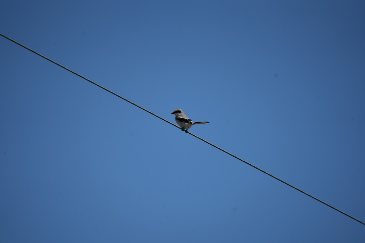 Loggerhead Shrike - Christophe Rouleau-Desrochers