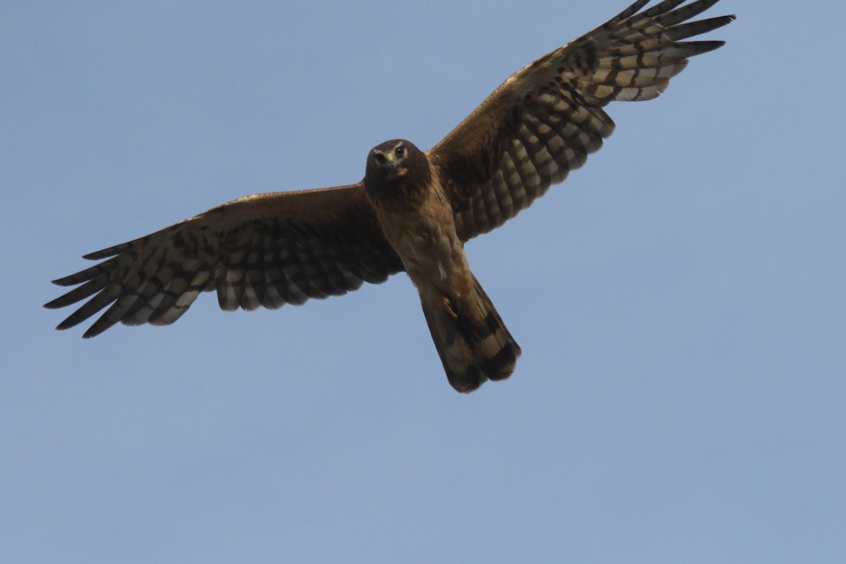 Northern Harrier - alan mauer