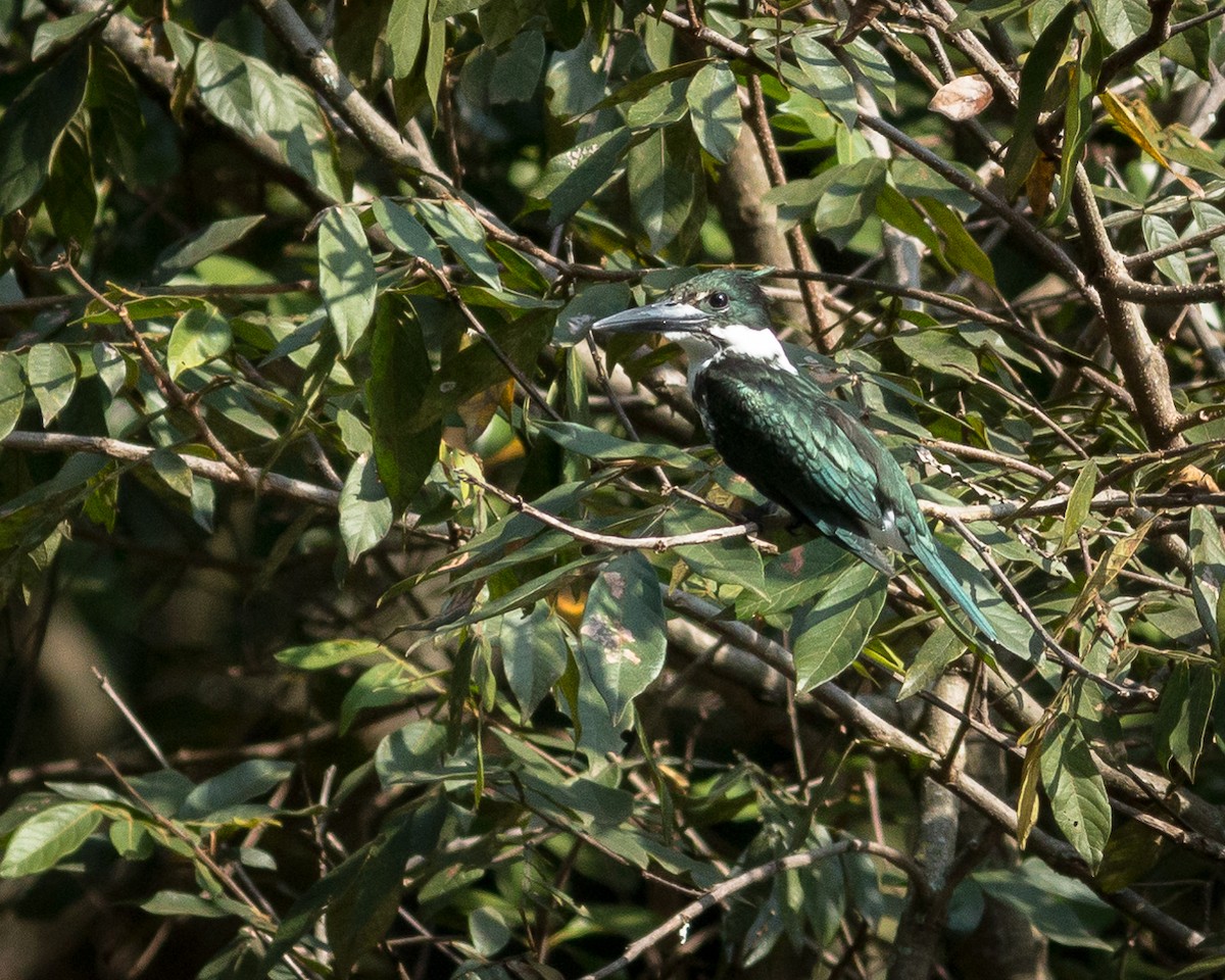 Martin-pêcheur d'Amazonie - ML619301839