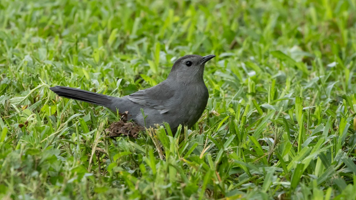 Gray Catbird - Joren van Schie