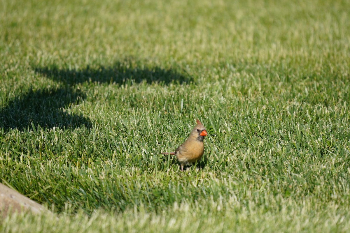 Northern Cardinal - Braydon Leary