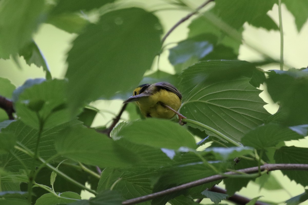 Wilson's Warbler - Pranav Kumar