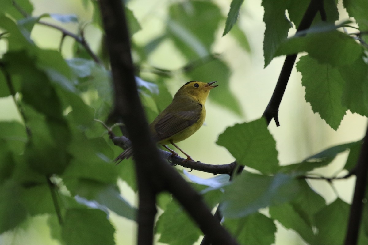 Wilson's Warbler - Pranav Kumar