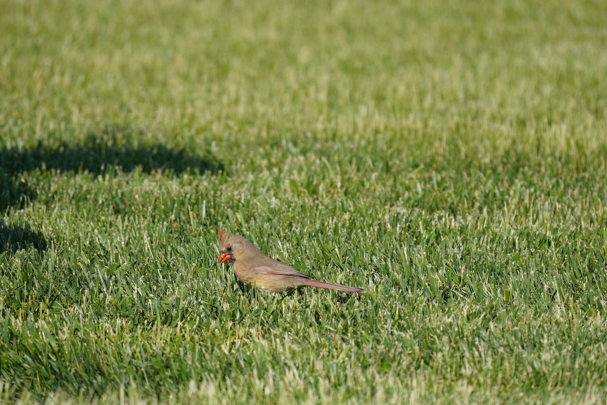 Northern Cardinal - Braydon Leary