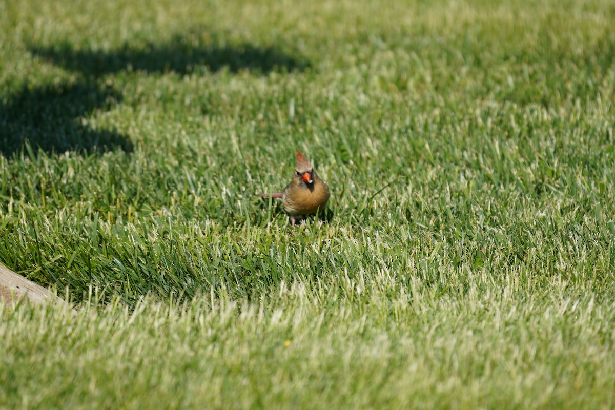 Northern Cardinal - Braydon Leary