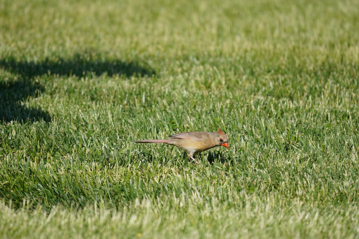 Northern Cardinal - Braydon Leary