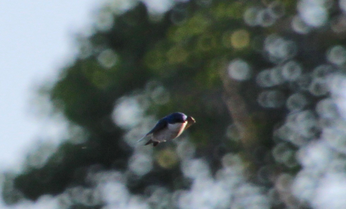 Tree Swallow - Carole Swann