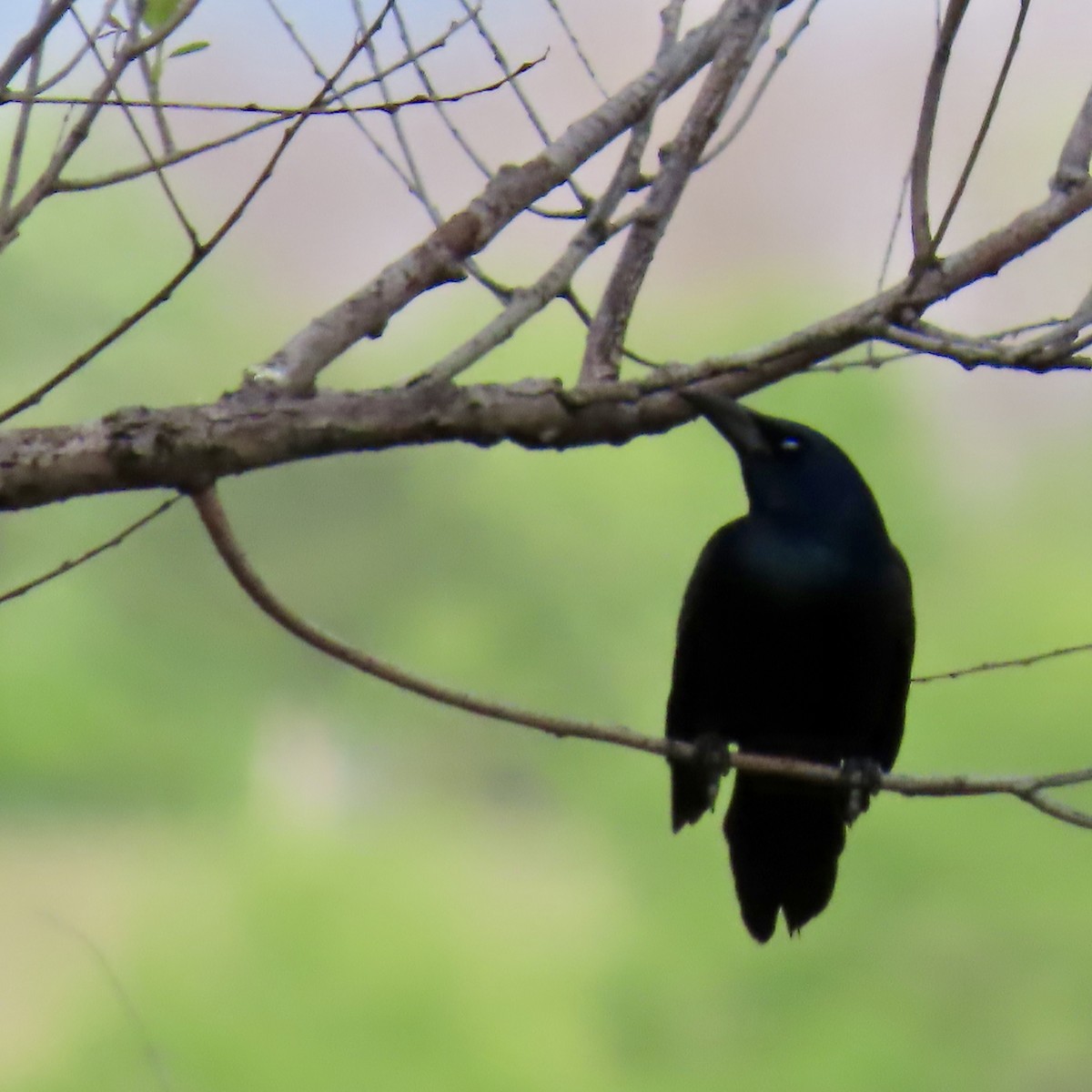 Common Grackle - Jocelyn K