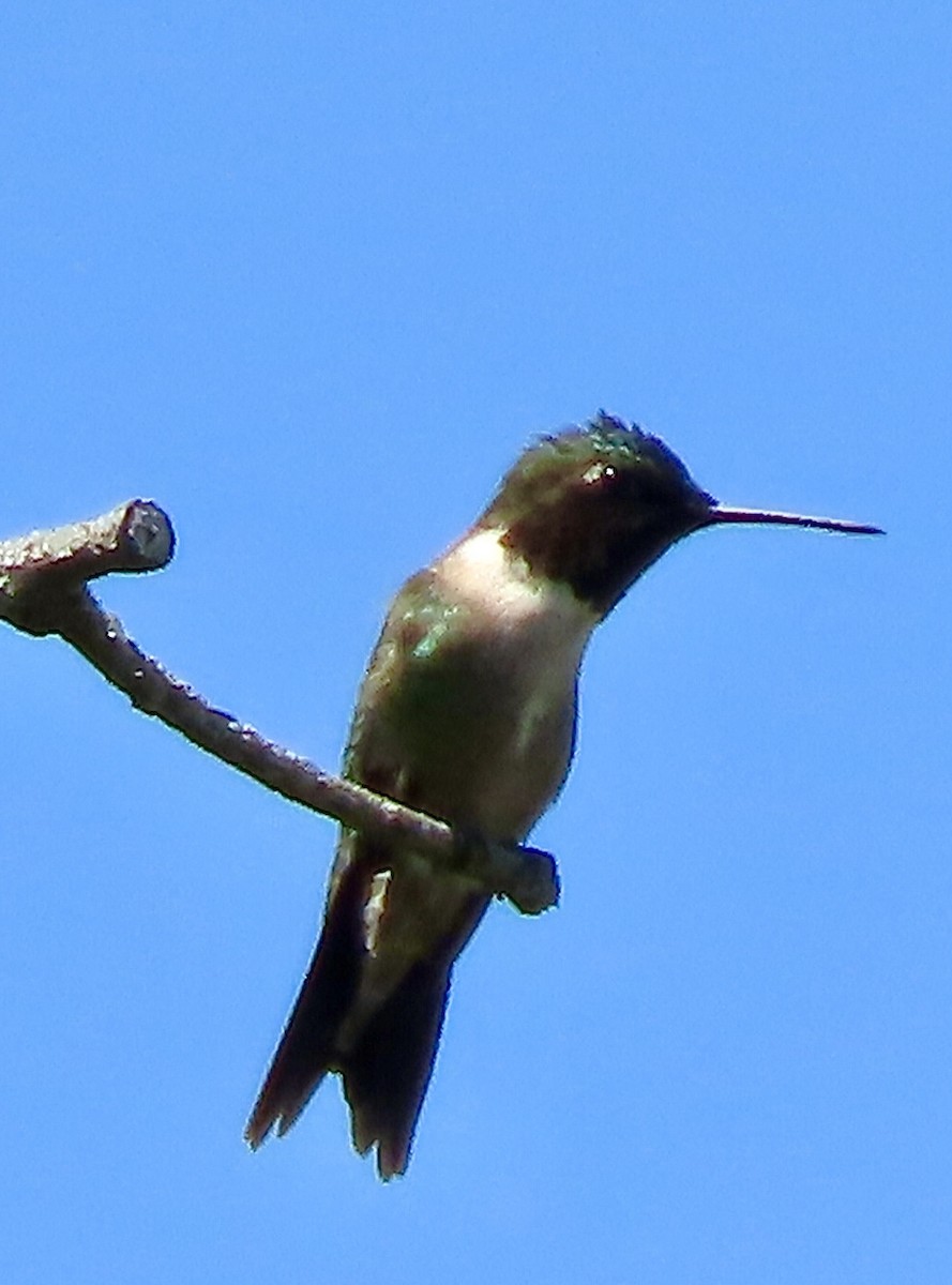 Ruby-throated Hummingbird - Micky Louis