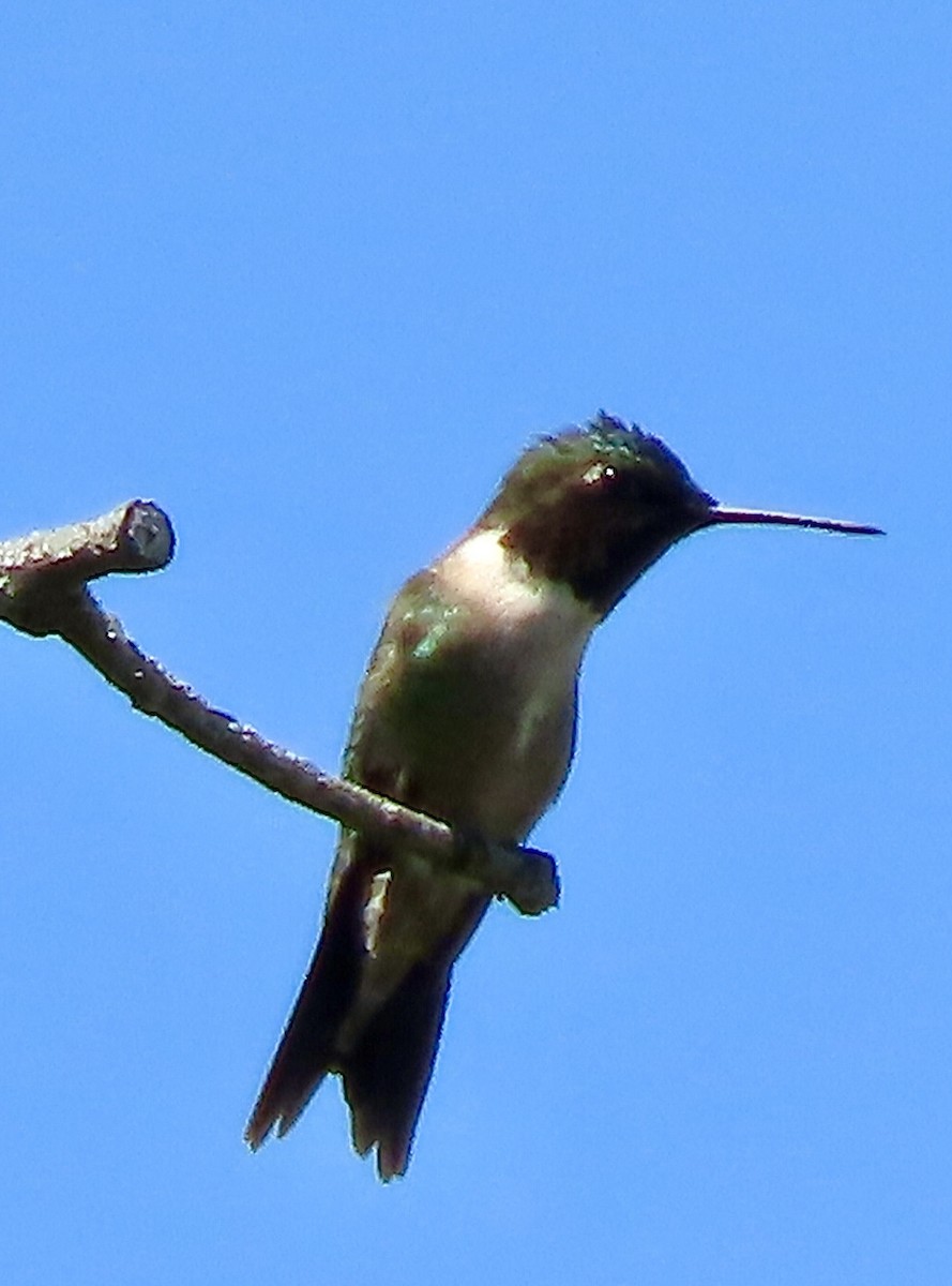 Ruby-throated Hummingbird - ML619301940