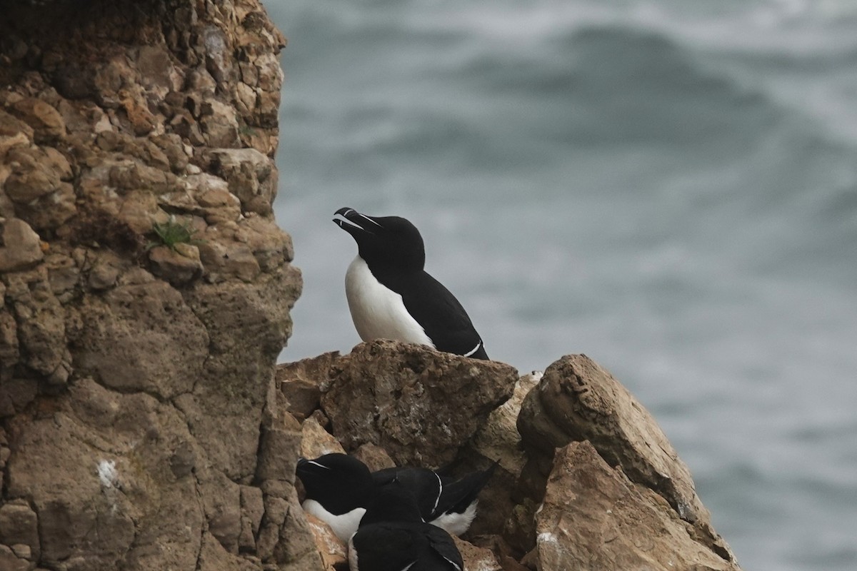 Razorbill - Toby Holmes