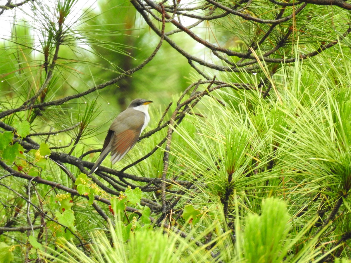 Yellow-billed Cuckoo - ML619301943