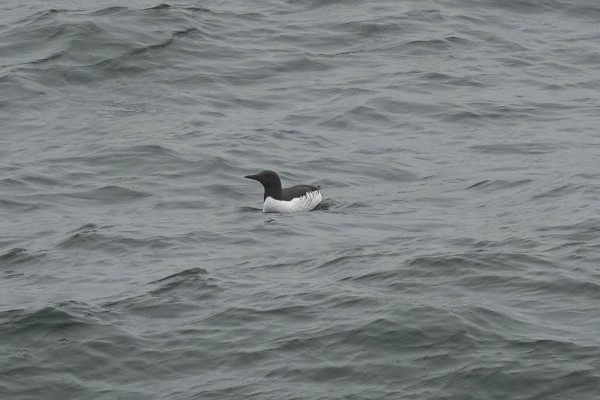 Common Murre - Toby Holmes