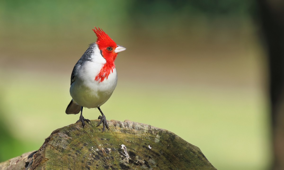Red-crested Cardinal - Adrián Braidotti