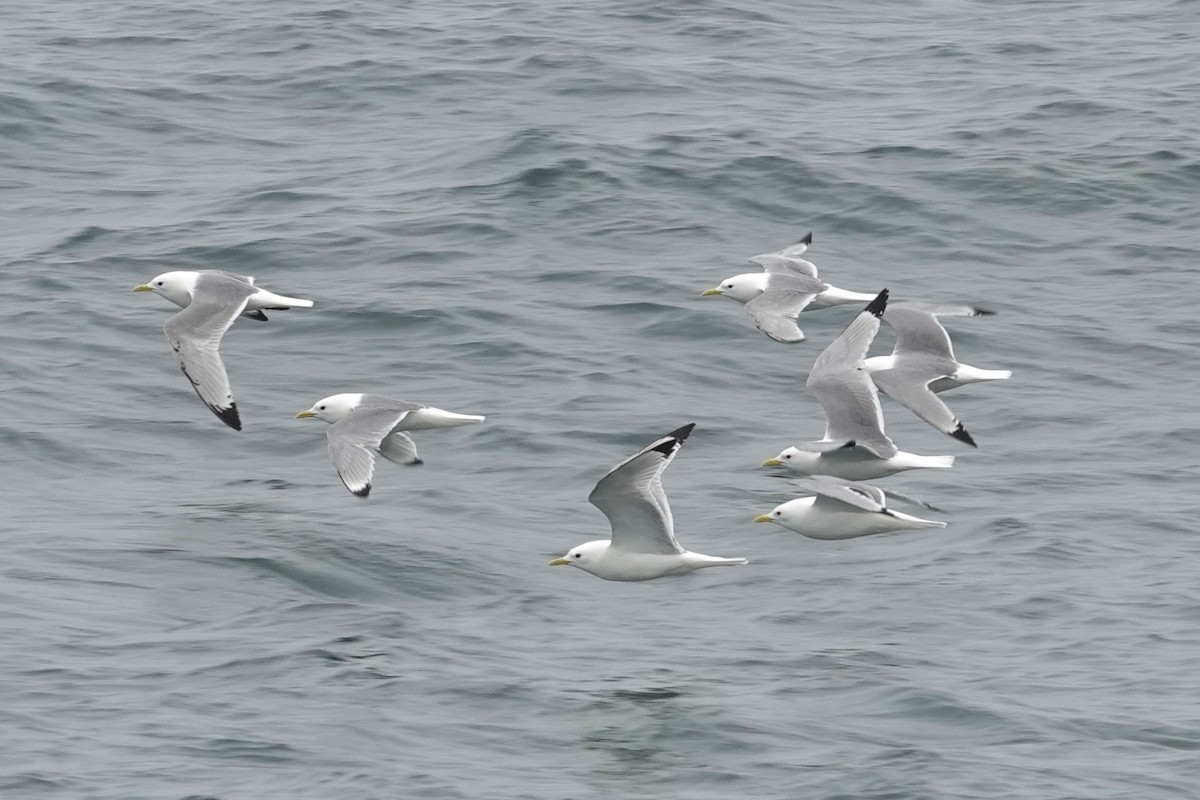 Black-legged Kittiwake - Toby Holmes