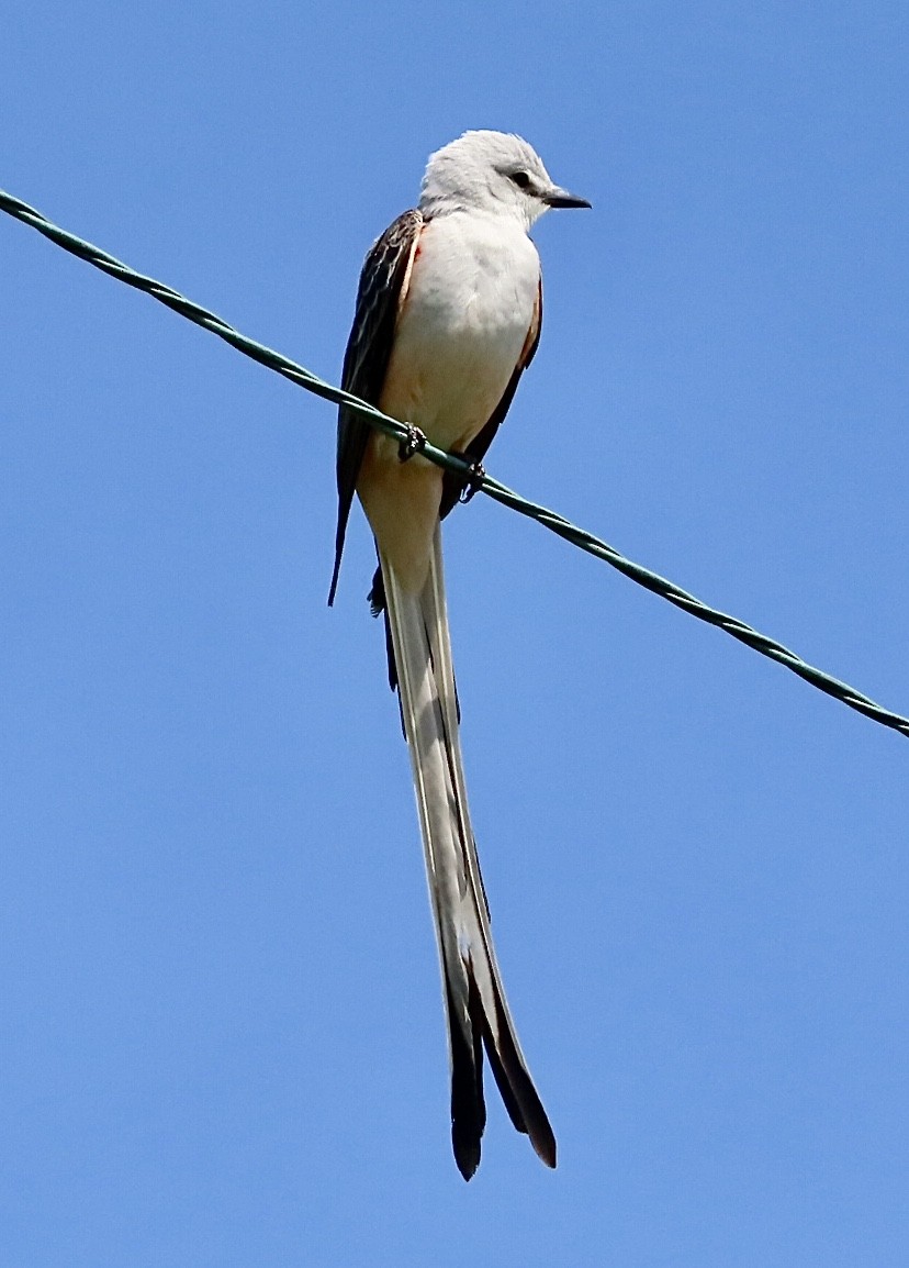 Scissor-tailed Flycatcher - Micky Louis