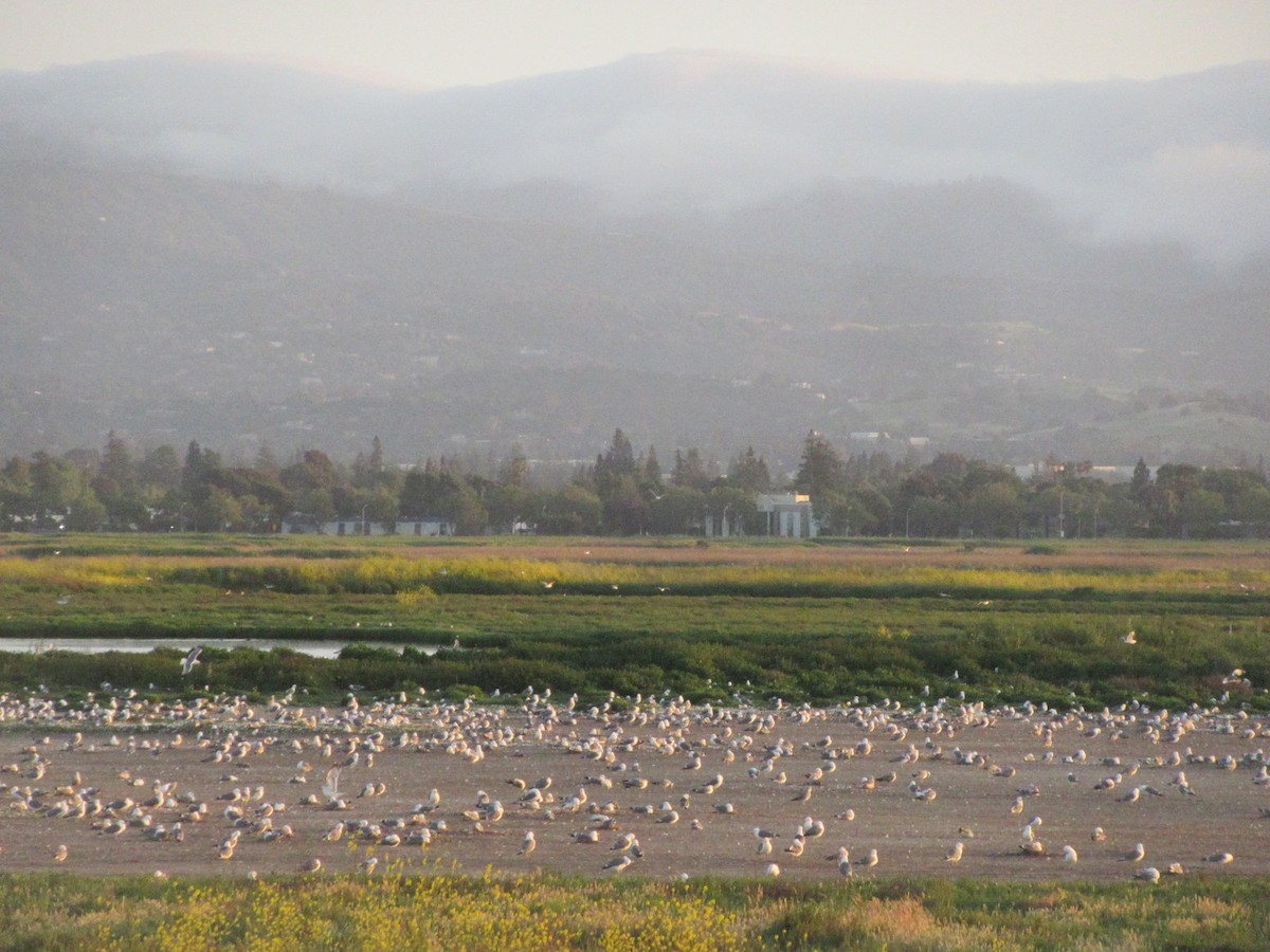 Gaviota Californiana - ML619301960