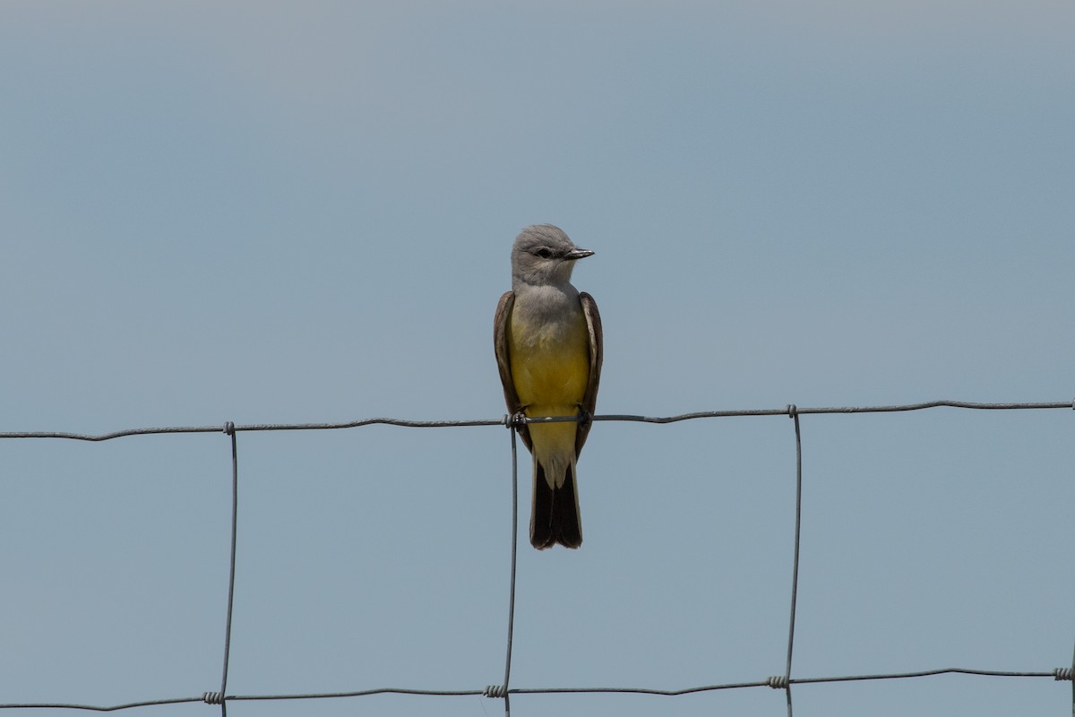 Western Kingbird - Isaac Boardman