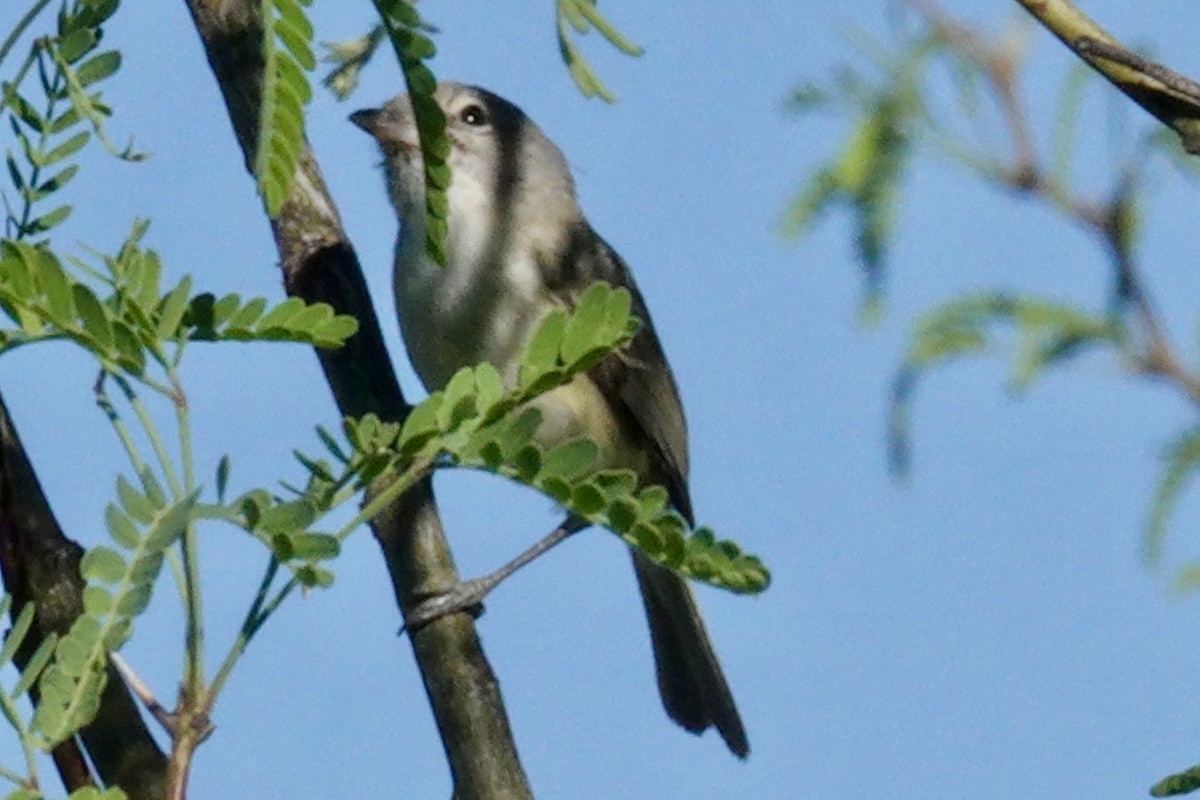 Bell's Vireo - Gilbert Bouchard