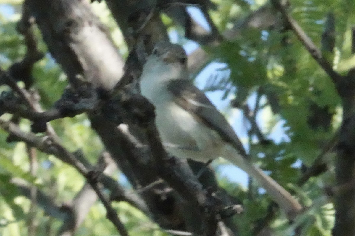 Bell's Vireo - Gilbert Bouchard