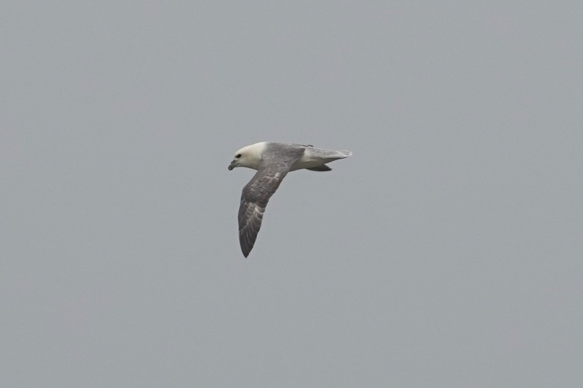 Northern Fulmar - Toby Holmes