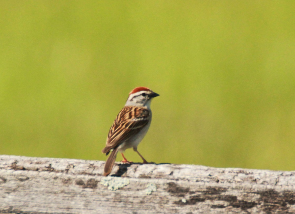 Chipping Sparrow - ML619302002