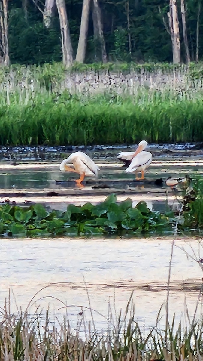 American White Pelican - ML619302004