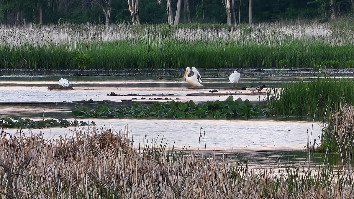 American White Pelican - ML619302006