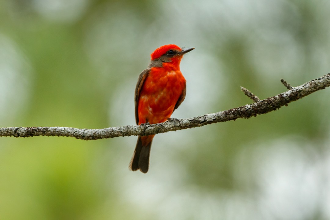 Vermilion Flycatcher - Sergio Romero