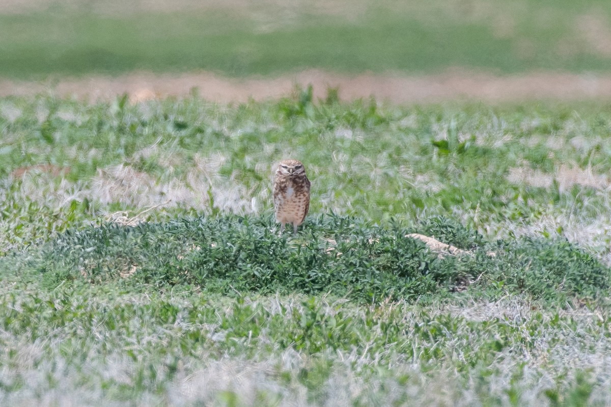 Burrowing Owl - Isaac Boardman