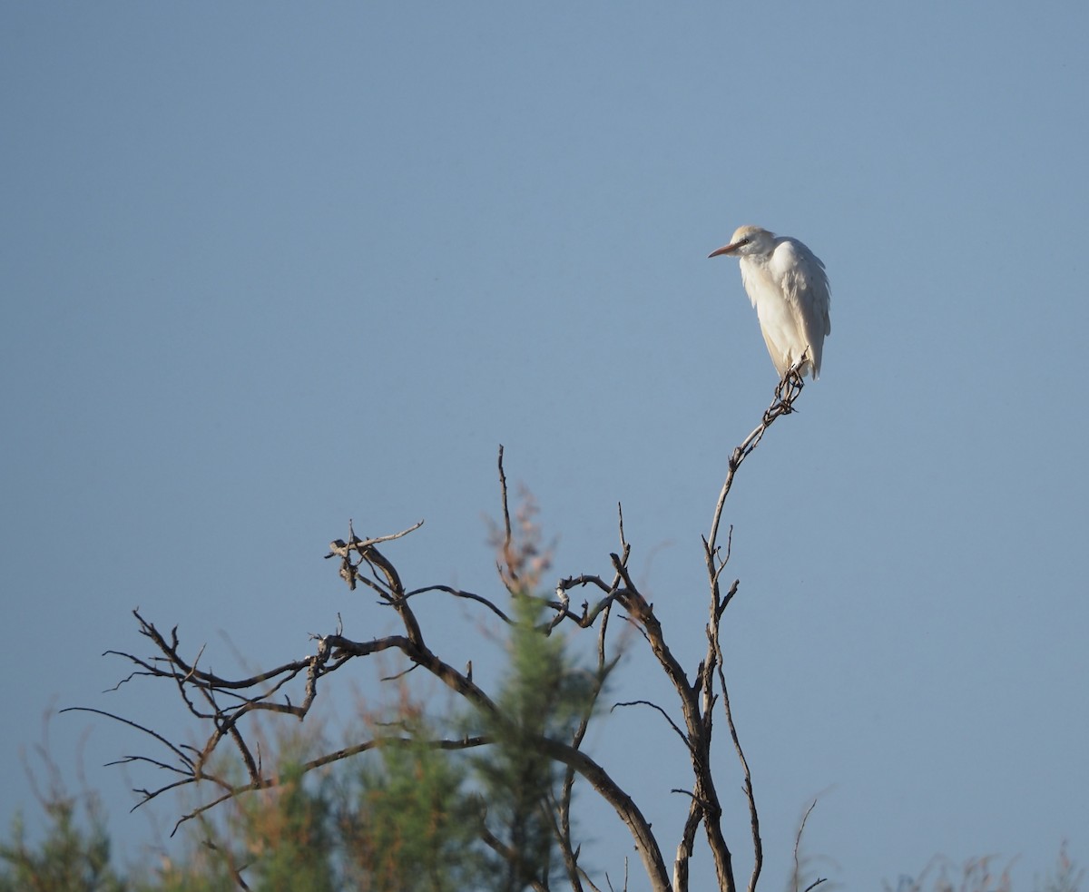 Western Cattle Egret - ML619302048