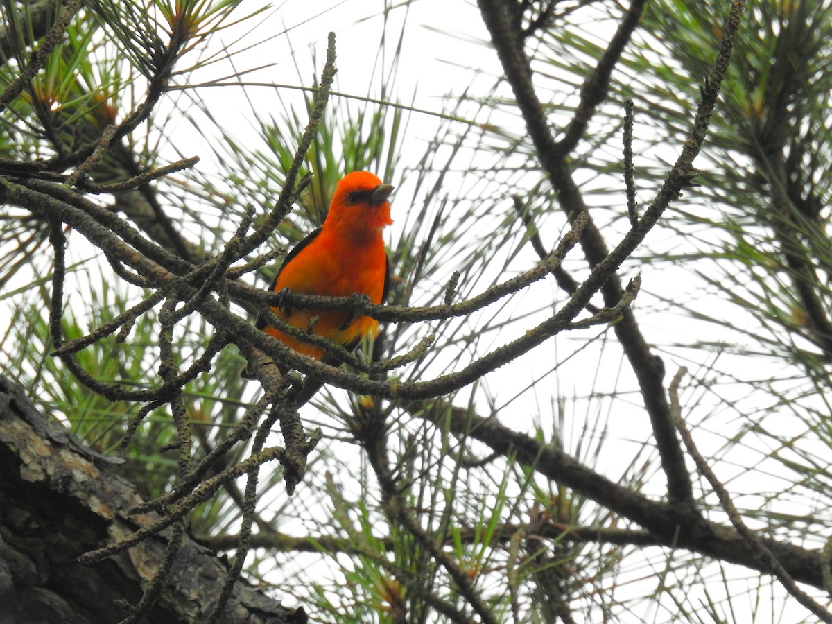 Scarlet Tanager - Caden Williams