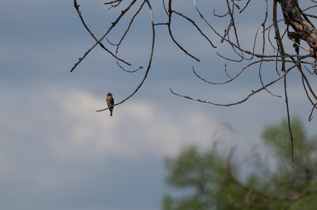 Western Wood-Pewee - Isaac Boardman